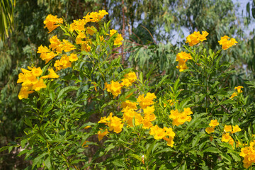 Obraz premium Tongurai tree is a flower of Thailand.