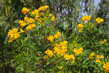 Tongurai tree is a flower of Thailand.