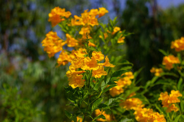 Tongurai tree is a flower of Thailand.