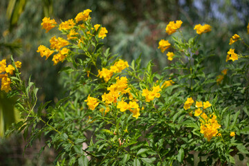 Tongurai tree is a flower of Thailand.