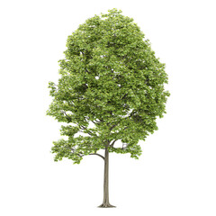 3d illustration of Tilia platyphyllos plants isolated on transparent canvas