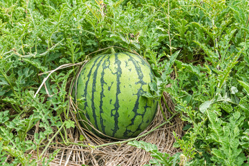 Close-up of watermelons growing in farmland in Yunlin, Taiwan.