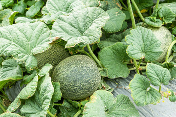 Close-up of cantaloupes growing in farmland in Yunlin, Taiwan.