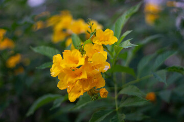 Tongurai tree is a flower of Thailand.