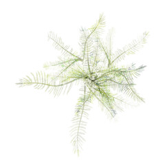 Fototapeta premium Collection of Phalaris arundinacea isolated on transparent Canvas from the top view