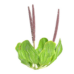 Collection of Plantago major plant isolated on transparent Canvas © Fouzia