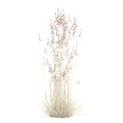 Obraz premium collection of Tufted hairgrass isolated on transparent Canvas