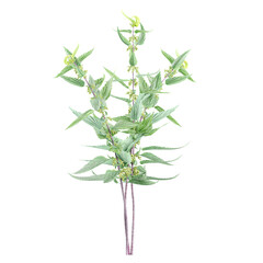 Collection of Urtica dioica plant isolated on transparent Canvas