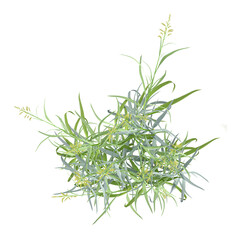 Isolated Phalaris arundinacea plant on transparent canvas