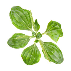 Top view of Plantago major plant isolated on transparent Canvas