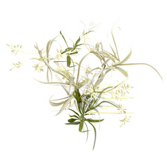 Topview of Leptochloa grass isolated on transparent Canvas