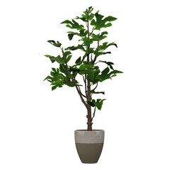 3d illustration of Fig plant in pot isolated on transparent canvas