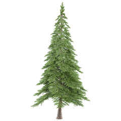 3d illustration of Spruce tree isolated on transparent canvas