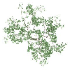 collection of Eucalyptus tree with realistic style from the to view