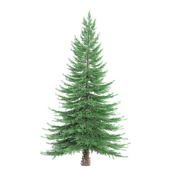 collection of Spruce tree with realistic style