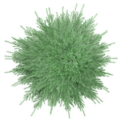 collection of Spruce tree with realistic style from top view