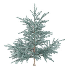 collection of White fir tree isolated on transparent Canvas