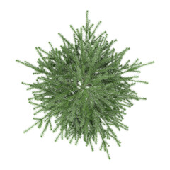 Green beautiful Balsam fir tree isolated on Canvas from top view