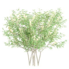 Green beautiful Brunfelsia Americana plant isolated on Canvas