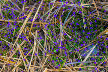 Spider webs in rice fields 