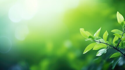 Obraz premium Green leaves in sunlight
