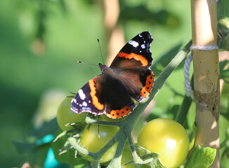 Admiral - Red admiral