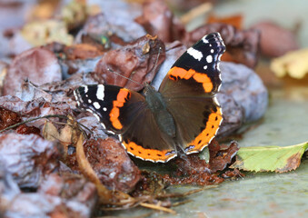 Admiral - Red admiral