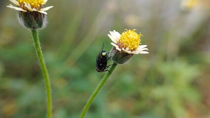bee on a flower