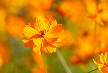 Cosmos sulphureus also known as Sulfur Cosmos flower blooming bokeh background