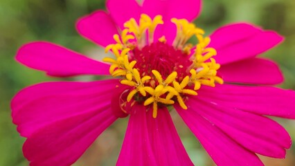 close up of pink dahlia flower