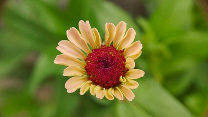 yellow and red dahlia