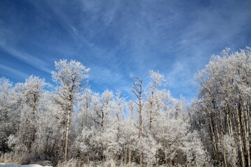 Frosted Forest, Elk Island National Park, Alberta