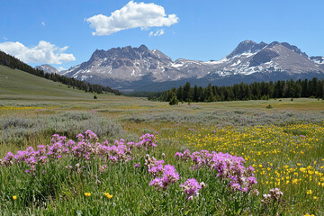 Obraz premium Alpine meadow with wildflowers and a backdrop of snow-capped mountains