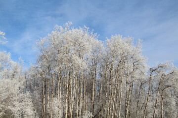 trees in winter