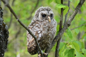 Baby Barred Owl