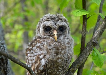 Baby Barred Owl