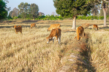 Native Thai cattle breeds
