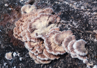 Close-up of a group of mushrooms, scientific name Schizophyllum commune. Shows clear general characteristics. Concept of studying mycology, biology. Use for presentations, research for interest.