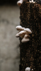 Close-up of a group of mushrooms, scientific name Schizophyllum commune. Shows clear general characteristics. Concept of studying mycology, biology. Use for presentations, research for interest.