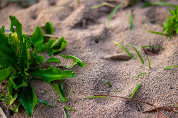 Exterior view of an ant nest