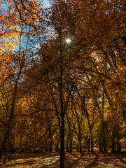 Fototapeta premium Autumn landscape with large trees and sun as a star in the forest.