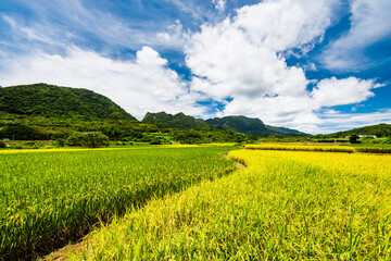 Fototapeta premium A large area of rice fields with mountains under the blue sky in Fuli of Hualien, Taiwan.