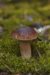 The Boletus Edulis is a beautiful edible mushroom. 