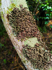 The morphology of lichen on the mango trunk. With the surrounding natural atmosphere that is humid...