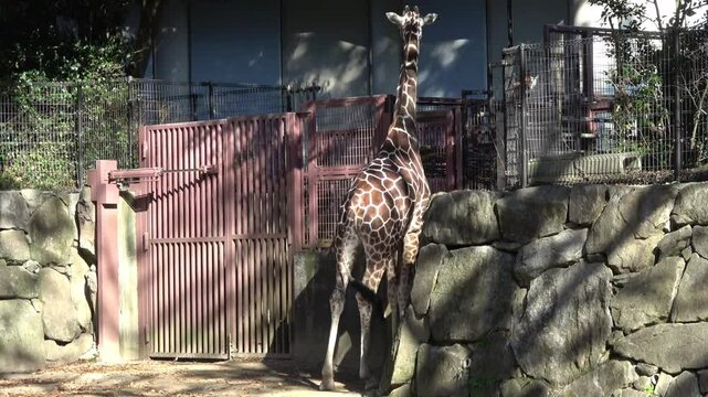 キリン