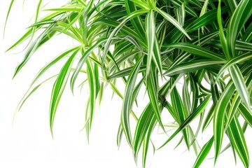 Close-up of a Spider Plant with White Stripes on its Green Leaves Isolated On White