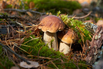 Fototapeta premium A pair of white mushrooms (Boletus edulis) on the forest floor among moss, green grass and fallen leaves.