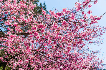 Landscape of pink cherry blossoms at the Sakura Gardens of Wuling Farm in Taichung Shei-Pa National Park, Taiwan.