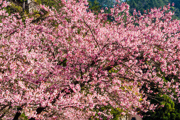 Landscape of pink cherry blossoms at the Sakura gardens of Wuling Farm in Taichung Shei-Pa National Park, Taiwan.