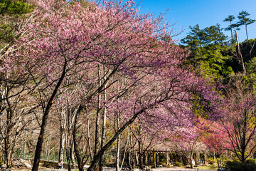 Landscape of pink cherry blossoms at the Sakura Gardens of Wuling Farm in Taichung Shei-Pa National Park, Taiwan.